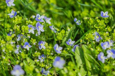 Küçük çiçek Veronica filiformis makro