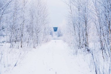 Kış yol genç ormanın içinde