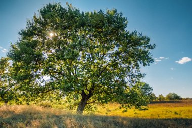 Bir alanda parlak bir günde yalnız meşe ağacı