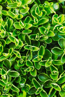 Hendek Stonecrop portre. Bahçedeki erken bitki