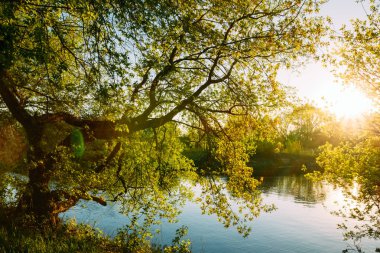 Nehir kıyısında Ağaç Sunset