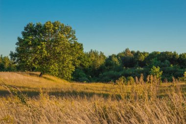 Arka plan mavi gökyüzü güneşli bir günde yeşil meşe ağacı