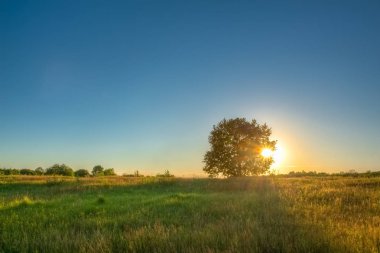 Meşe ağacı arkadan aydınlatmalı günbatımı