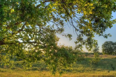 Güzel meşe ağacı dalı