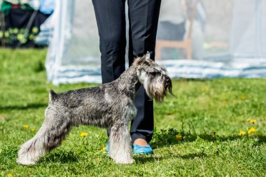 Minyatür Schnauzer yeşil gri köpek duruyor Zwergschnauzer 