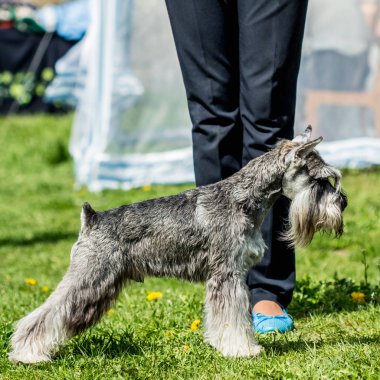 Köpek doğurmak Minyatür Schnauzer Zwergschnauzer ayakta yeşil g