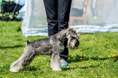 Minyatür Schnauzer Zwergschnauzer açık havada