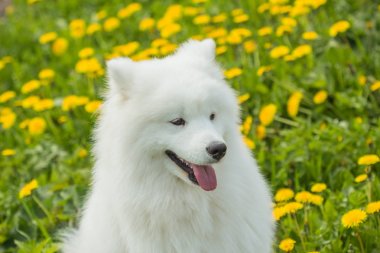 Komik surat ve dil ile mutlu Samoyed köpek köpek yavrusu