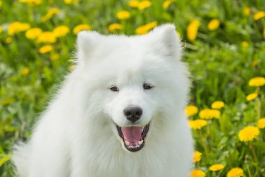 Açık ağız ile komik Samoyed köpek
