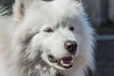 Samoyed köpek yetişkin yakın çekim portre