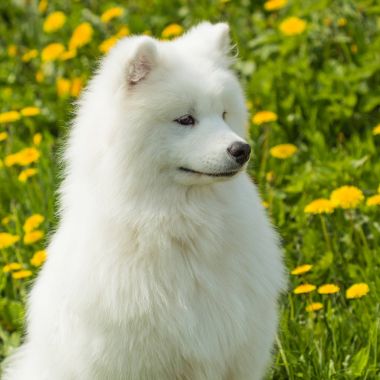 Zarif Samoyed köpek yavrusu açık havada