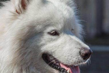 Samoyed köpek namlu portre