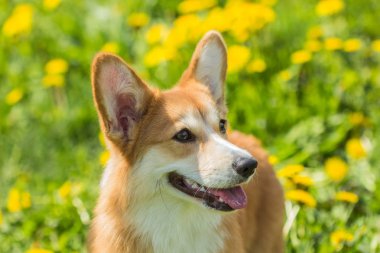 Bir köpek ırkı Galce Corgi d arka plan alanında portresi