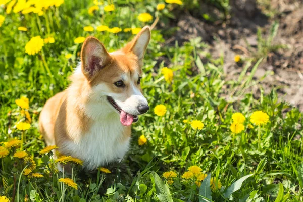 Cute Welsh Corgi dog sitting in the grass and dandelions — Stock Photo, Image