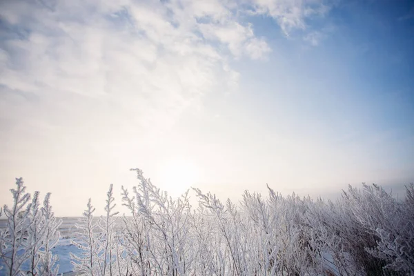 잔디 필드와 함께 파란 겨울 하늘 — 스톡 사진