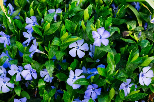 Periwinkle med blommor närbild — Stockfoto