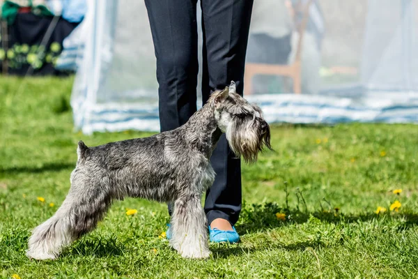 Malý knírač Zwergschnauzer šedý pes stojí v zelené — Stock fotografie
