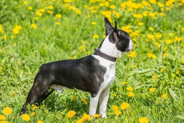 Boston Terrier chien sur le terrain de fond de pissenlits — Photo