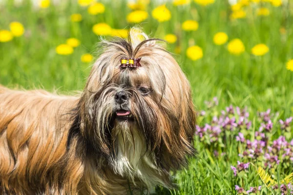 Shih tzu pies na zielonej trawie — Zdjęcie stockowe