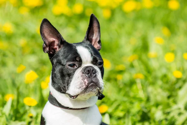 A young Boston Terrier dog on a background of green grass