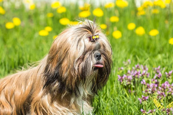 Shih Tzu szczegół portret — Zdjęcie stockowe