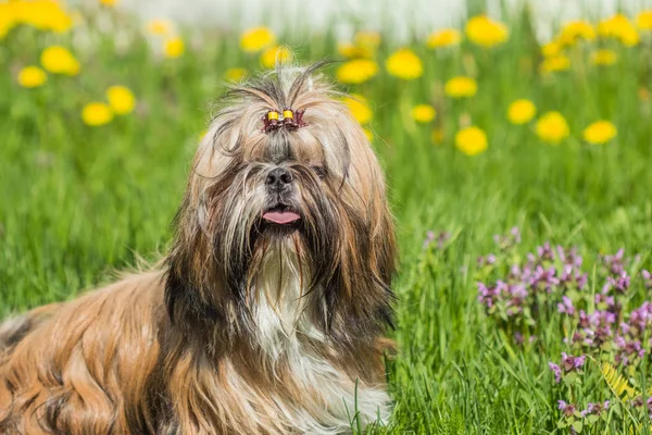 Shih Tzu psy na zewnątrz siedzi na zielonej trawie — Zdjęcie stockowe