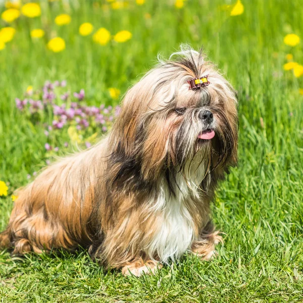 Szczęśliwy pies piękny Shih Tzu na tle zielonej trawy — Zdjęcie stockowe