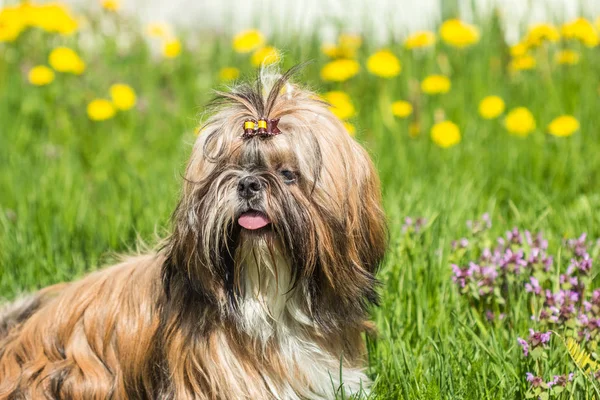 Shih Tzu pies na tle zielonej trawy i mniszek lekarski — Zdjęcie stockowe
