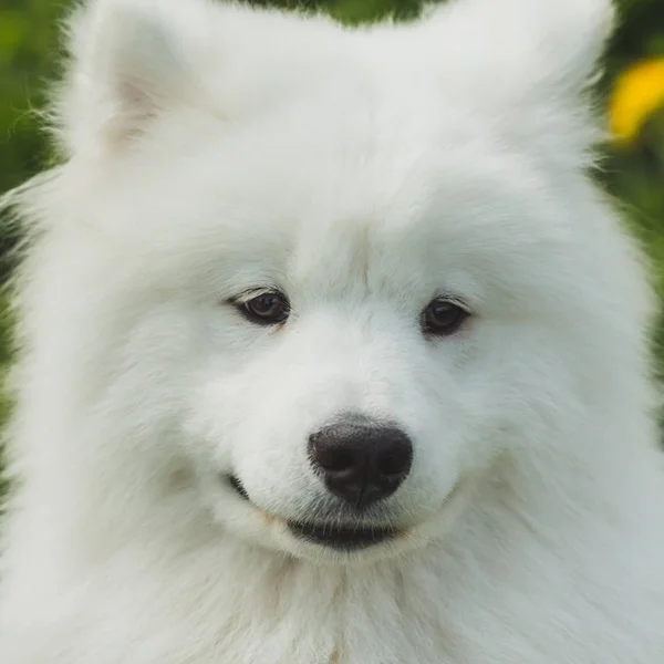 Bonito cachorro Samoyed cão close-up retrato — Fotografia de Stock