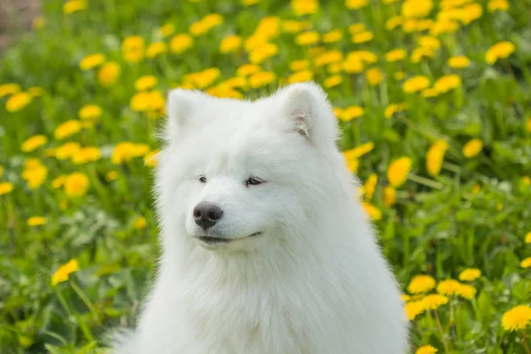 Um cão branco macio Samoyed em um fundo de campo de grama verde — Fotografia de Stock