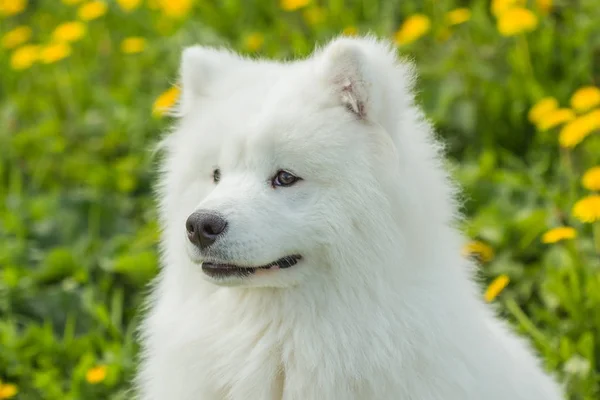 Portrét mladé štěně samojed psa venku — Stock fotografie