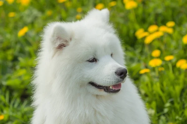 Samojed mladý pes venku se zeleným pozadím — Stock fotografie