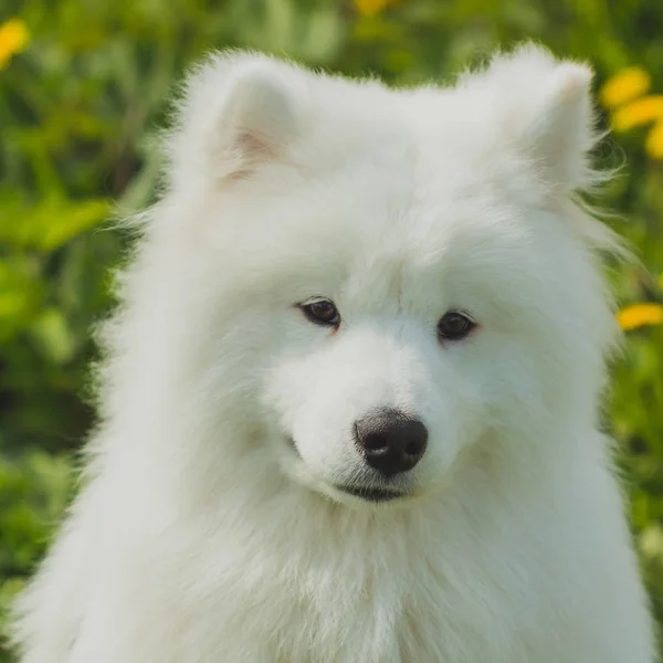 Samojed štěně psa na pozadí zelené trávě pole outd — Stock fotografie