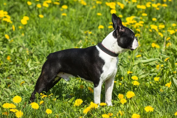 Portrait d'un Boston Terrier sur fond de pelouse verte — Photo