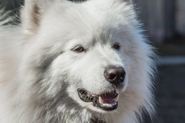 Samojedvalpar hund vuxen närbild porträtt — Stockfoto