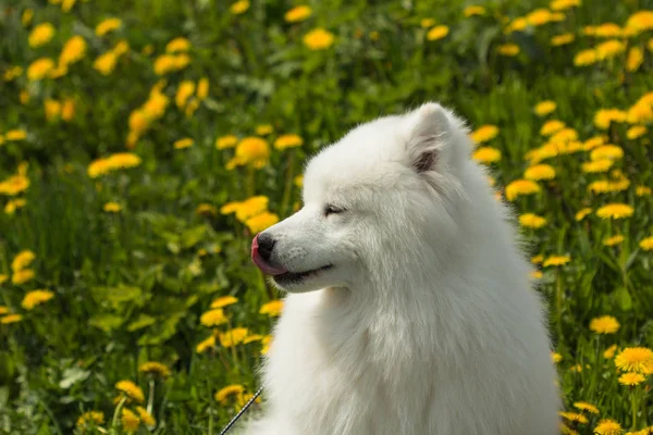 Retrato en Perfil Samoyed cachorro lamiéndose la nariz —  Fotos de Stock