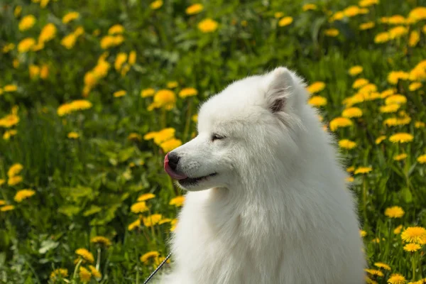 Retrato em Perfil cachorrinho Samoyed lambendo seu nariz — Fotografia de Stock