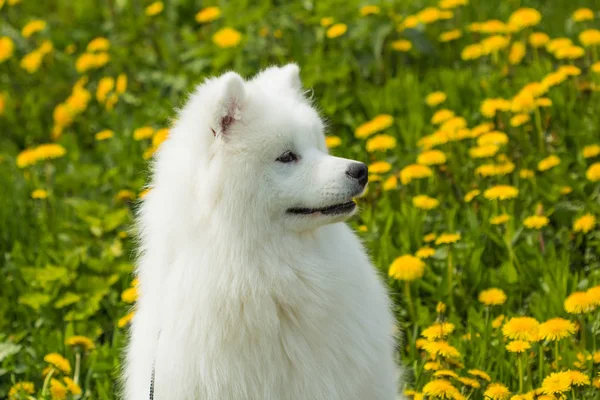 Belo retrato de um cão Samoyed — Fotografia de Stock