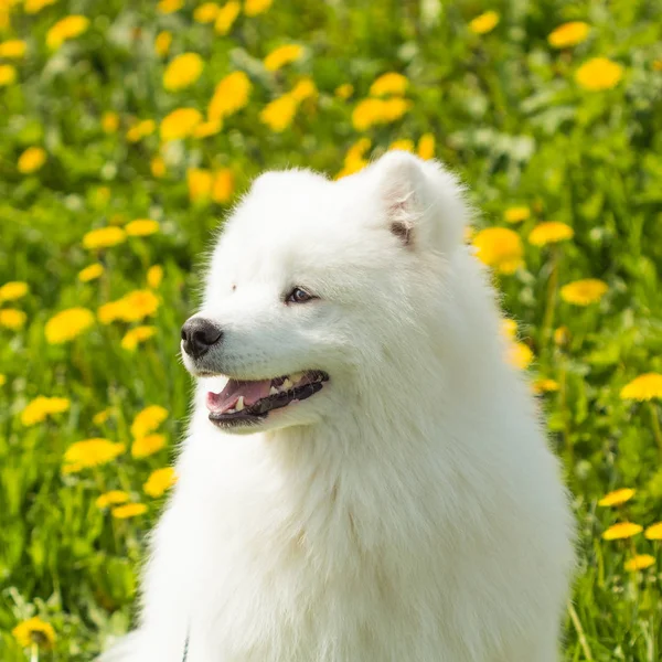 Piękny portret samojeda psa na zielonym tle trawy — Zdjęcie stockowe