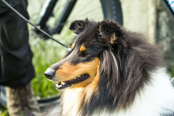 Σκυλί ρύγχος κόλλεϊ τσοπανόσκυλο Shetland, ράφι, κοντινό πλάνο — Φωτογραφία Αρχείου