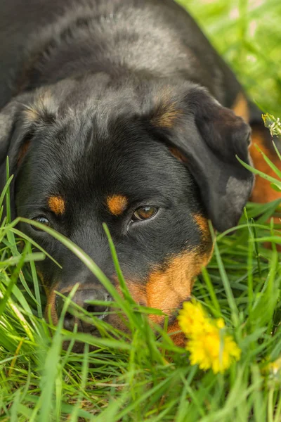 Rottweiler chien se trouve parmi l'herbe verte à l'extérieur — Photo