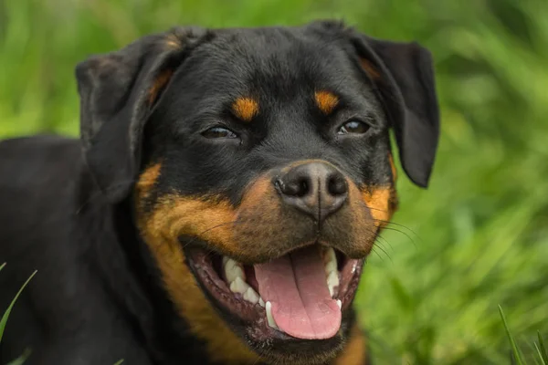 Rottweiler valp hund porträtt med öppen mun — Stockfoto