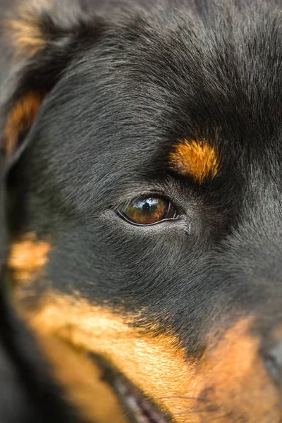 Bruna ögon ung Rottweiler hund närbild — Stockfoto