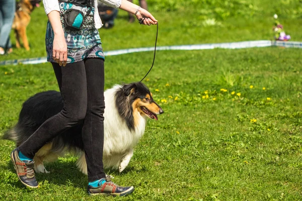 Sheltie, šeltie, kolie mladých pes chodí gras — Stock fotografie