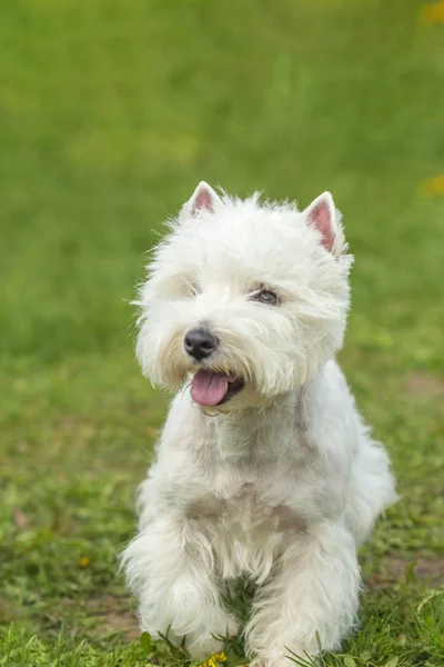 Happy West Highland White Terrier dog on a background of green g — Stock Photo, Image