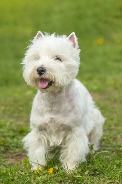 Mało zabawny West Highland White Terrier — Zdjęcie stockowe