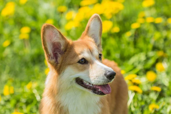 Portrait d'un chien de race Welsh Corgi sur le champ de fond de d — Photo