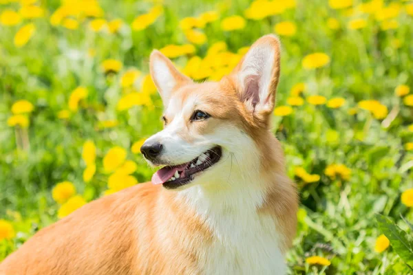 Ράτσα σκύλου ουαλλέζικο Corgi σε ανοιχτό πράσινο φόντο — Φωτογραφία Αρχείου