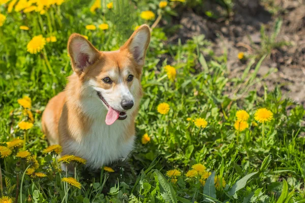 Ουαλλέζικο corgi σκυλί σε εξωτερικούς χώρους — Φωτογραφία Αρχείου