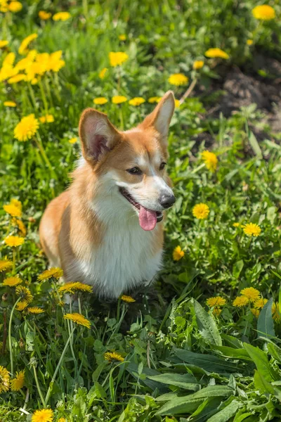 Welsh Corgi beristirahat di antara bidang dandelion — Stok Foto